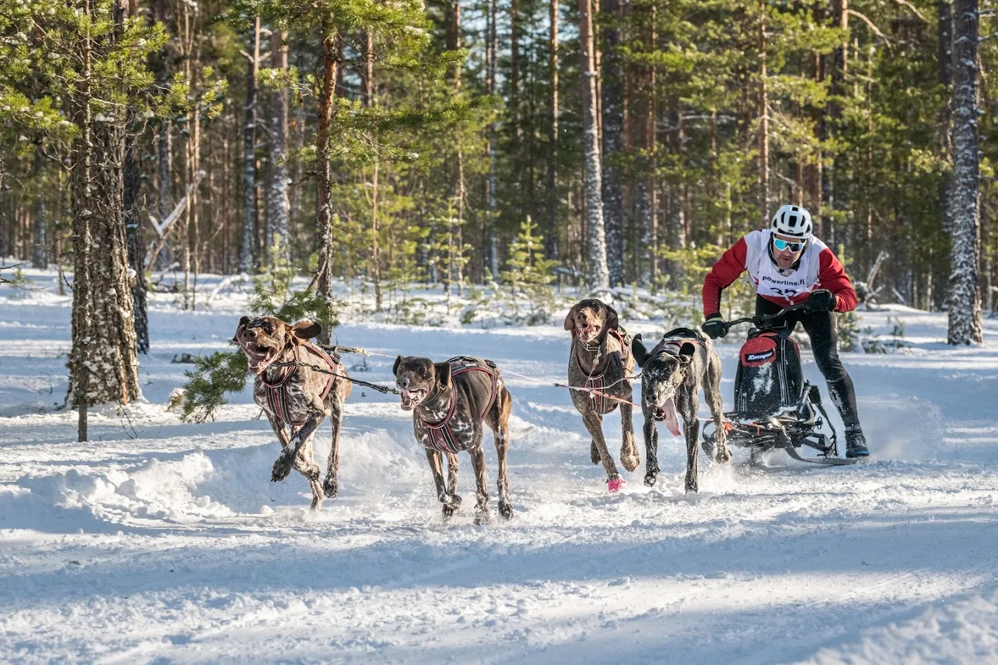 ESLA Adventure sparkstötting hundsläde aluminium