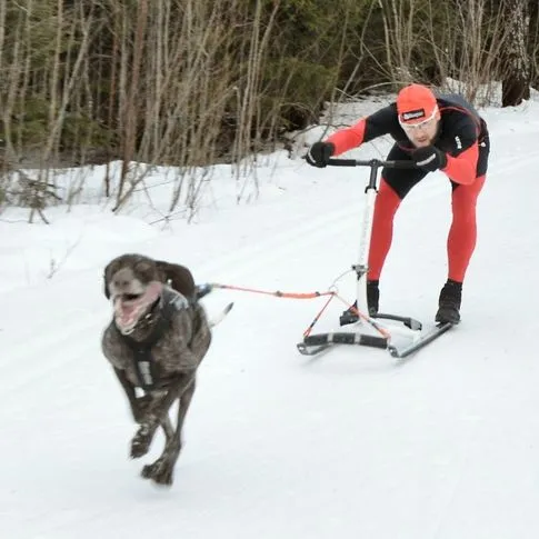 ESLA draglina hundsläde enkel hund