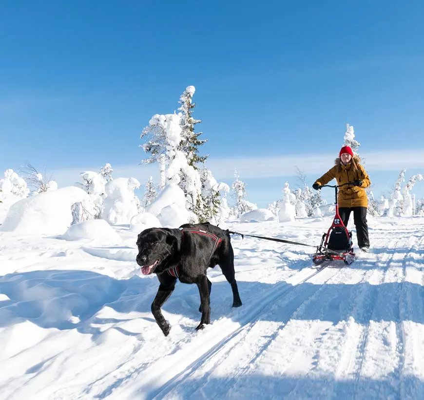 ESLA Adventure sparkstötting hundsläde aluminium